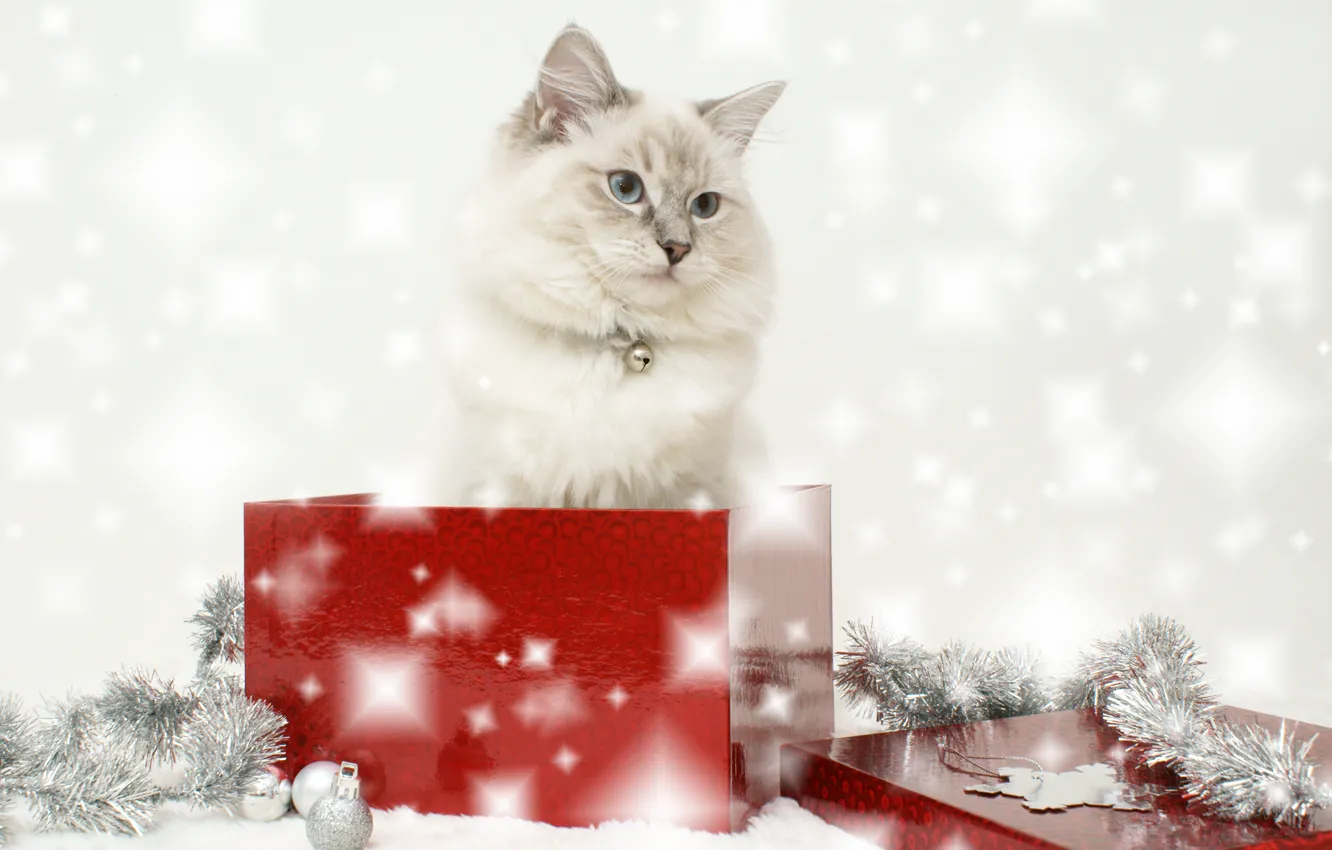 Photo wallpaper cat, box, new year, tinsel
