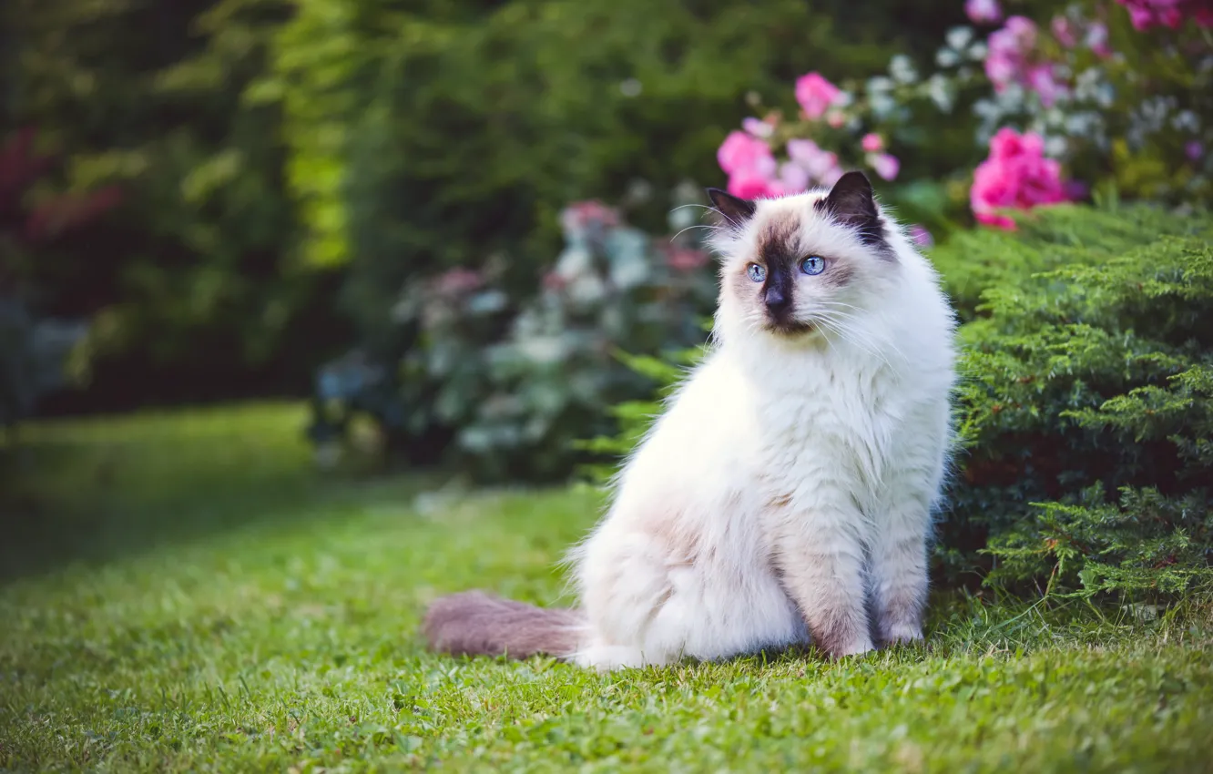 Photo wallpaper cat, summer, cat, flowers, nature, glade, garden, flowerbed
