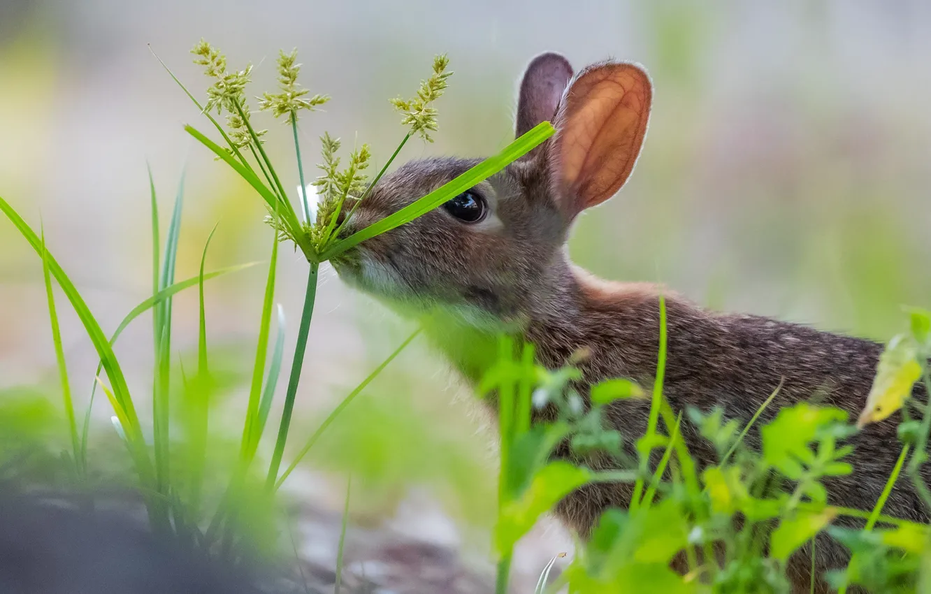 Photo wallpaper grass, rabbit, ears, bokeh