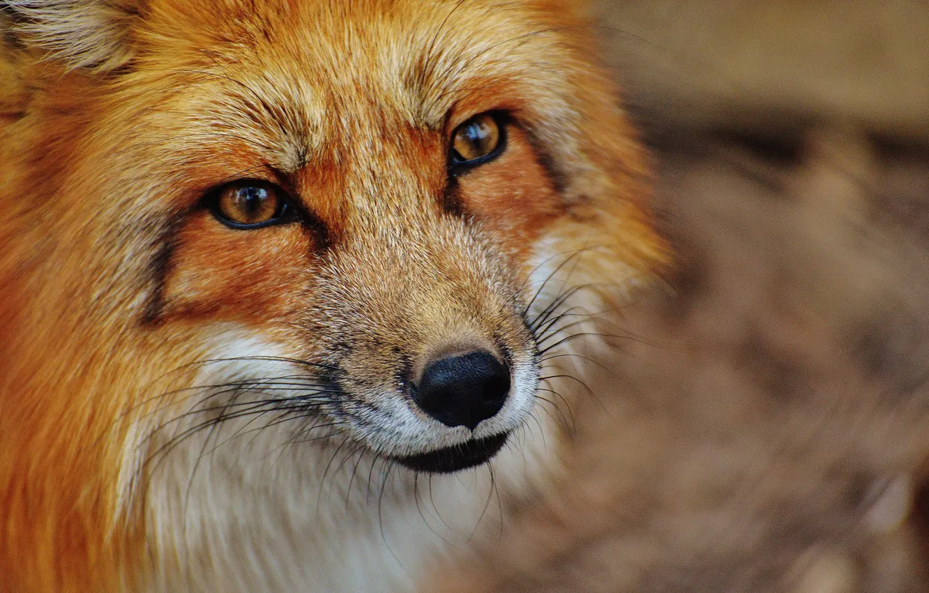 Photo wallpaper look, face, Fox, red