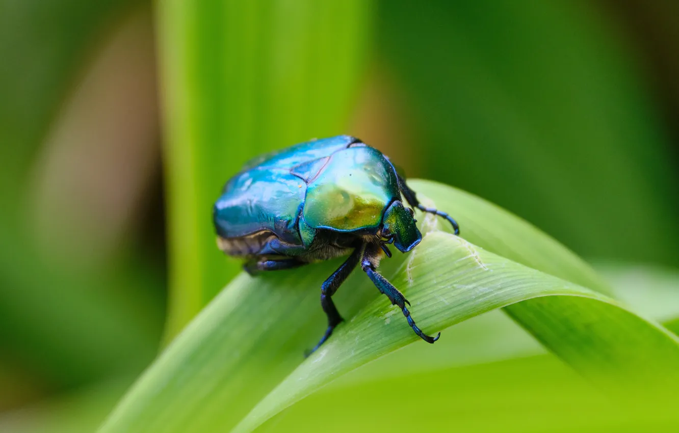 Photo wallpaper greens, leaves, macro, beetle, insect, shiny, brantovka, brantovka Golden