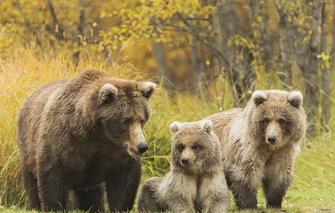 Photo wallpaper family, bears, grizzly