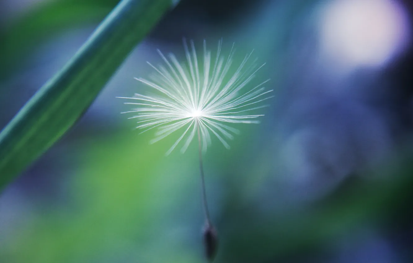 Photo wallpaper grass, nature, dandelion, focus, seeds, parachutes