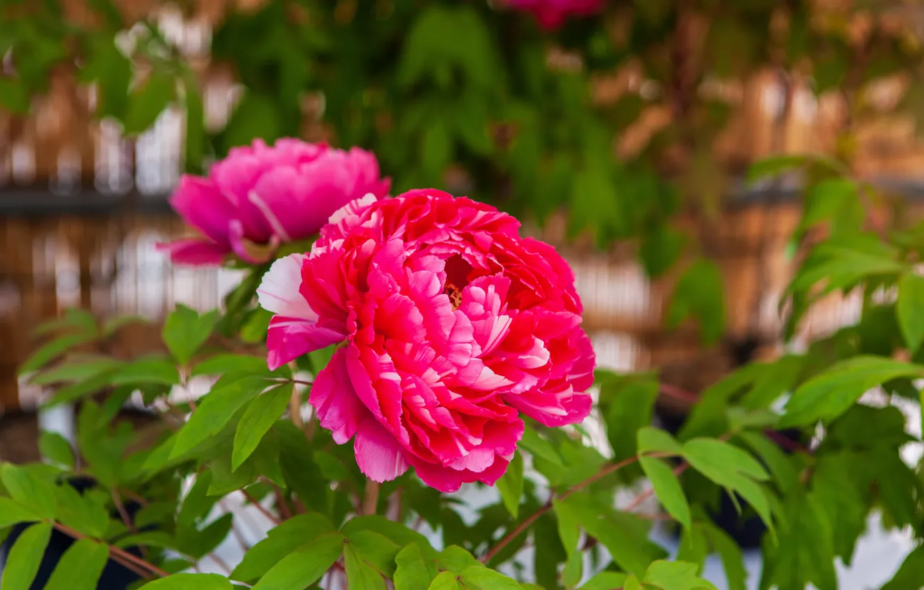 Photo wallpaper flowers, red, garden, bokeh, peonies