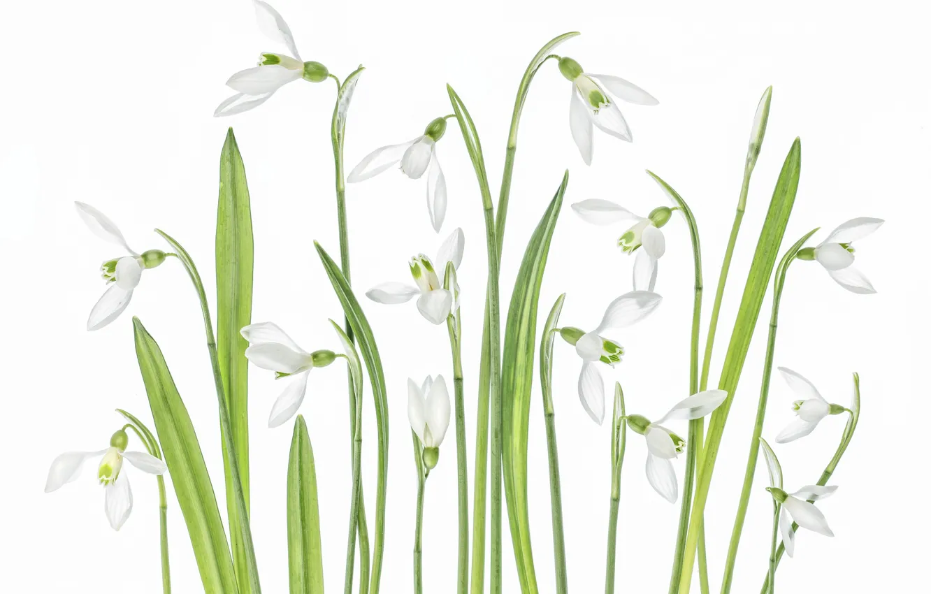 Photo wallpaper macro, snowdrops, primrose