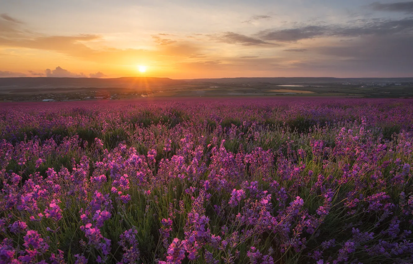 Photo wallpaper field, flowers, dawn, lavender