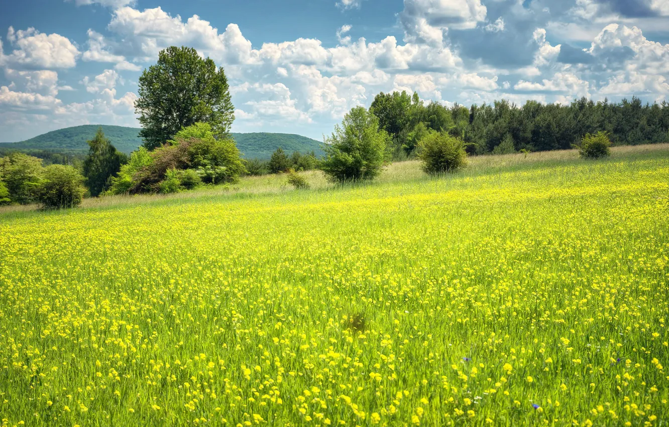 Photo wallpaper greens, field, forest, the sky, clouds, trees, flowers, yellow