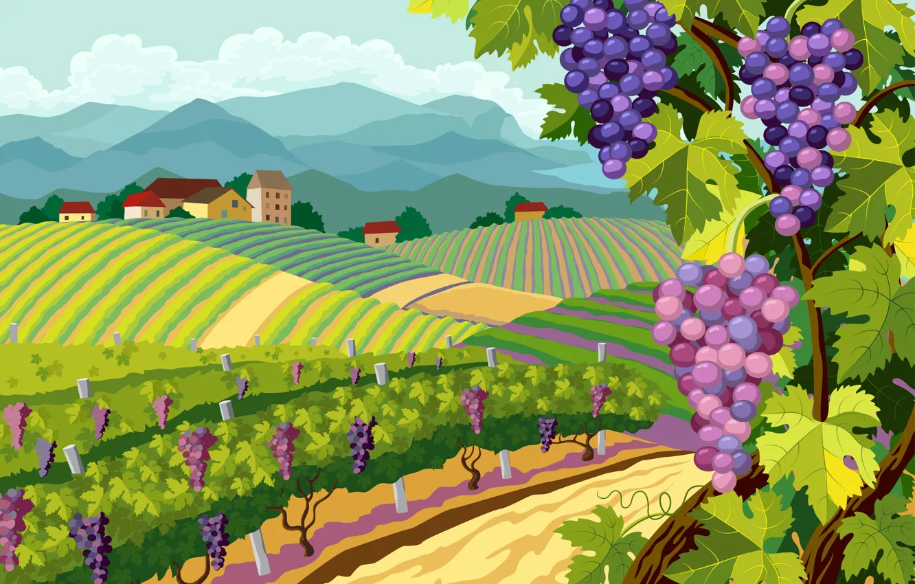 Photo wallpaper nature, landscape, grapes, bunch, vineyard, landscapes, Vector, grapes