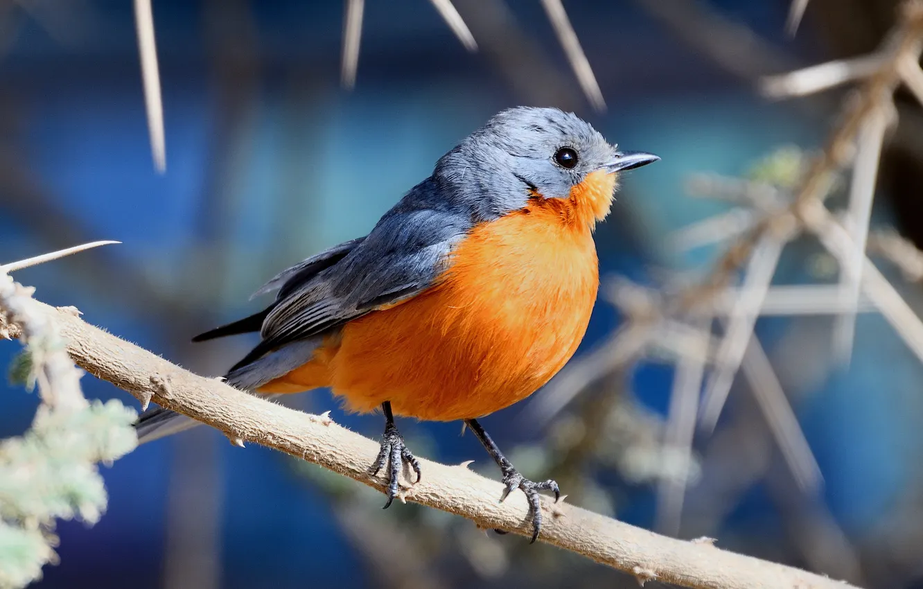 Photo wallpaper branches, nature, bird, Robin