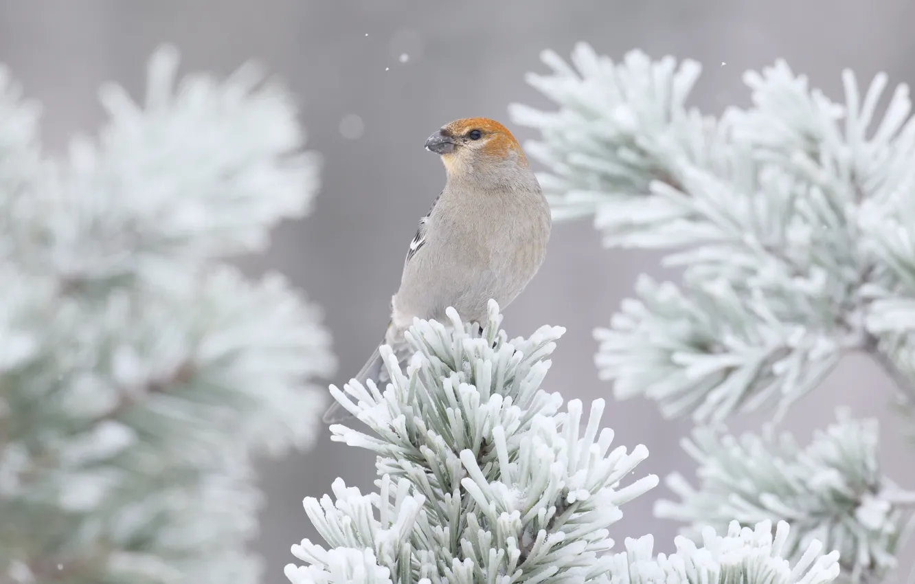 Photo wallpaper winter, frost, snow, branches, bird, needles, bokeh, Klest