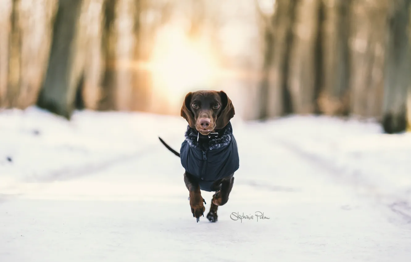 Photo wallpaper winter, background, dog