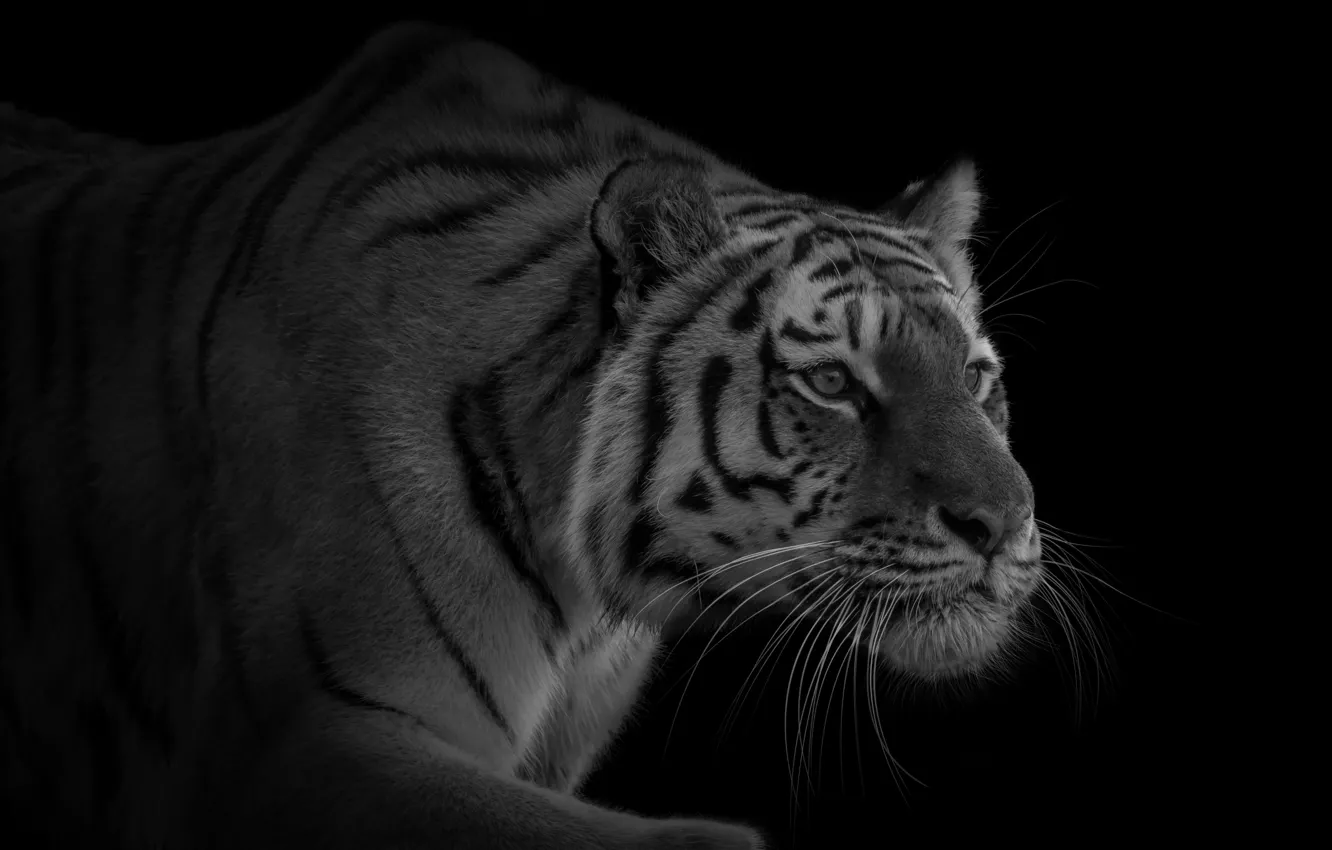 Photo wallpaper tiger, predator, sneaks, handsome
