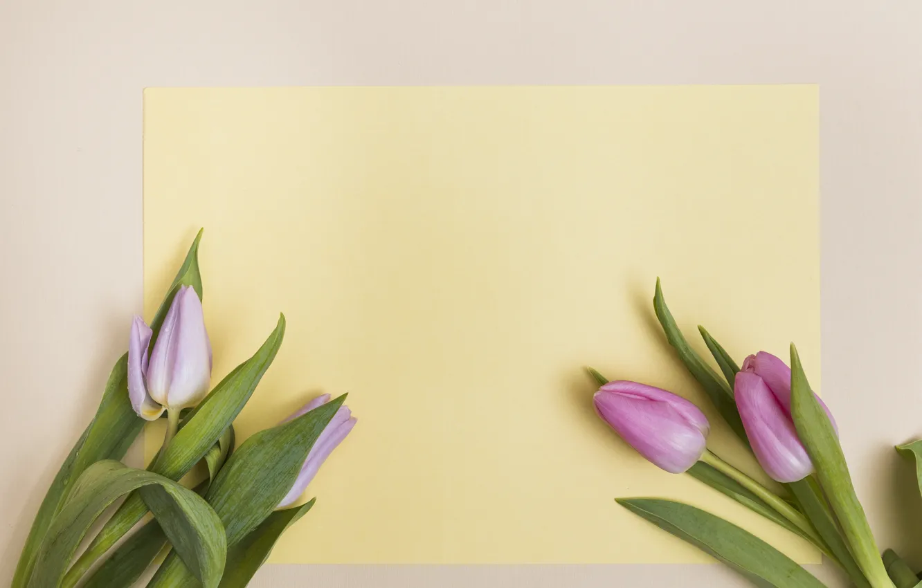 Photo wallpaper flowers, paper, background, tulips, buds