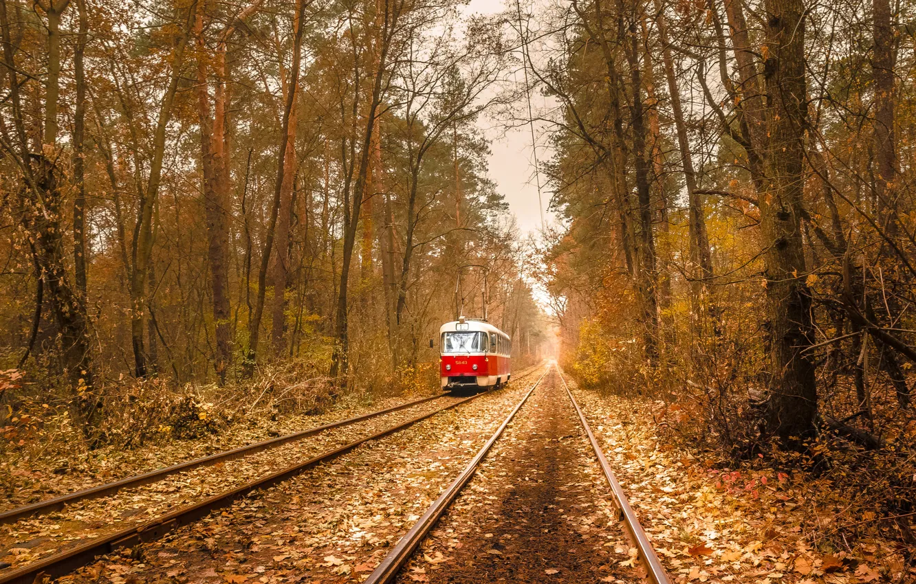 Photo wallpaper autumn, forest, leaves, tram, power lines