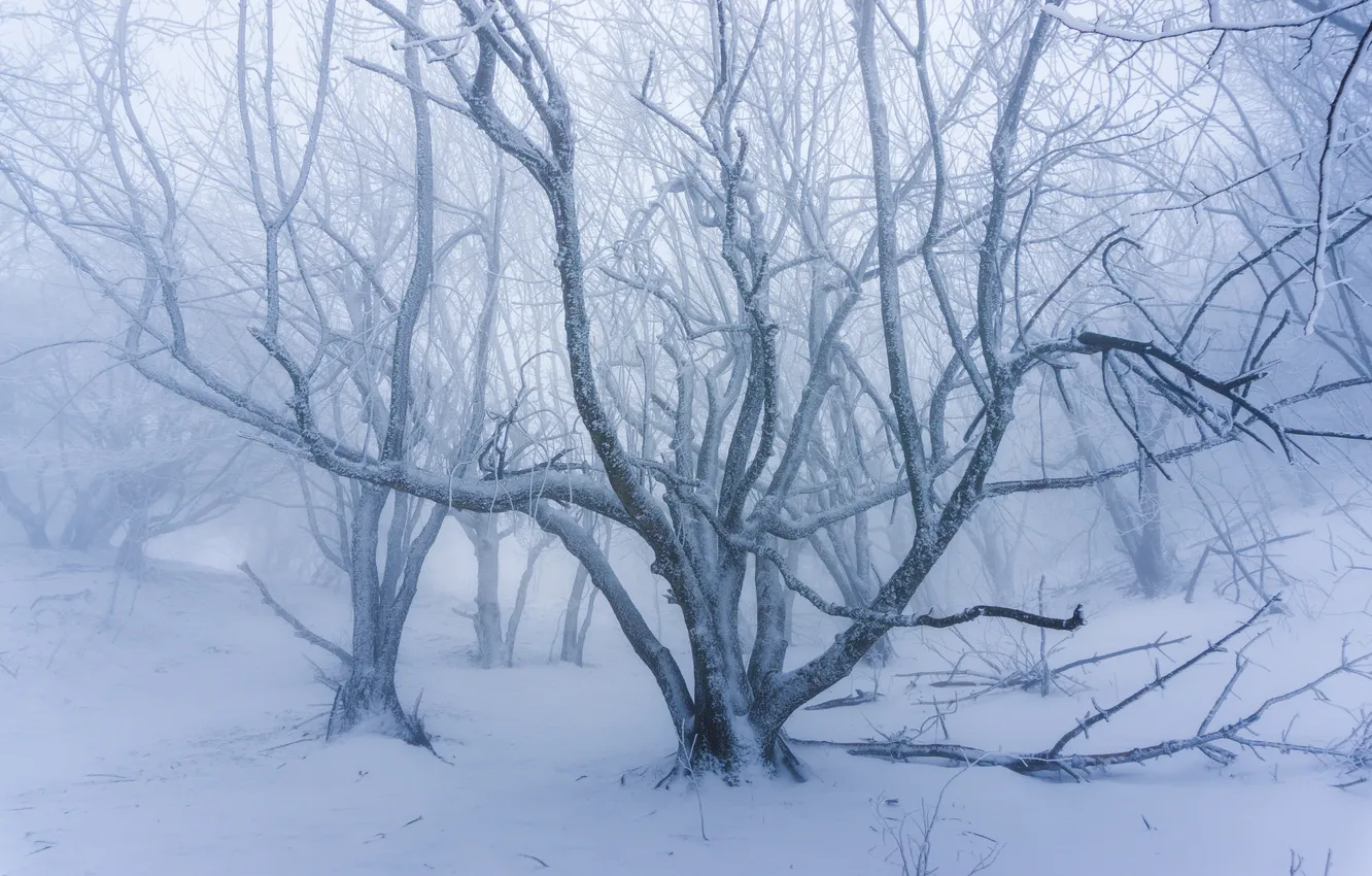 Photo wallpaper winter, snow, tree