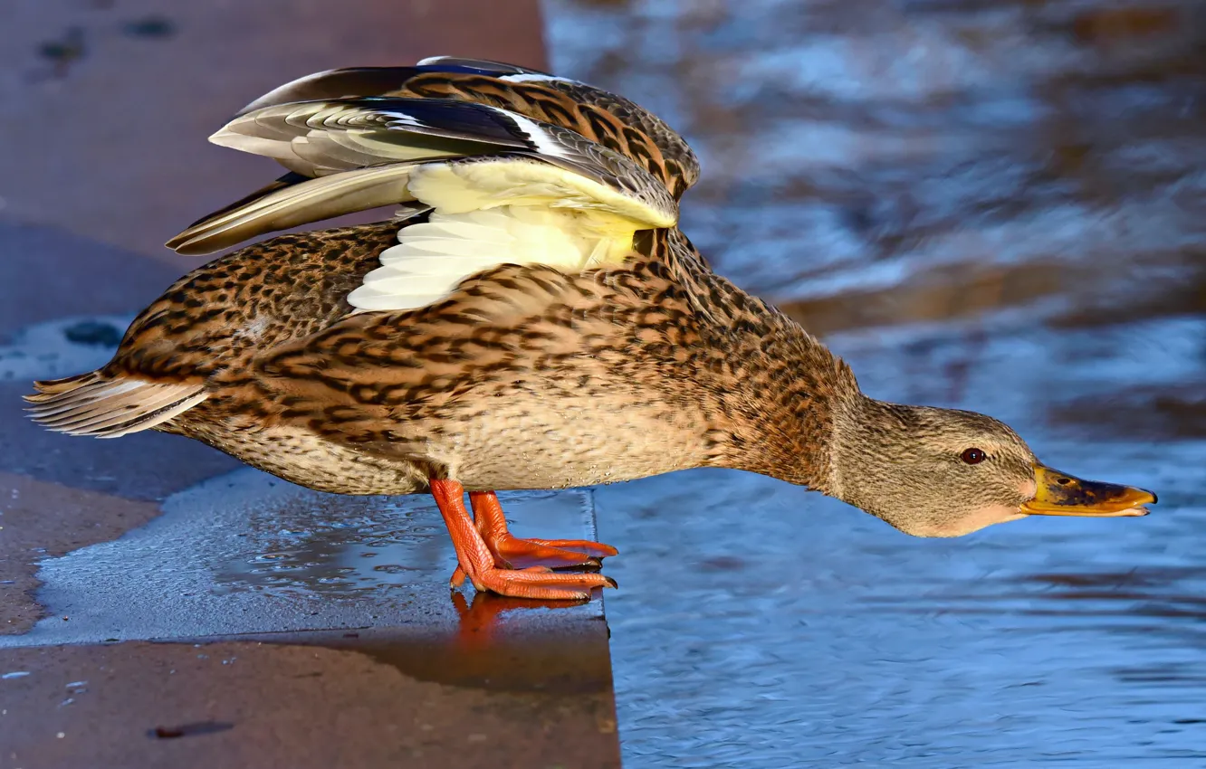 Photo wallpaper pose, bird, duck, pond