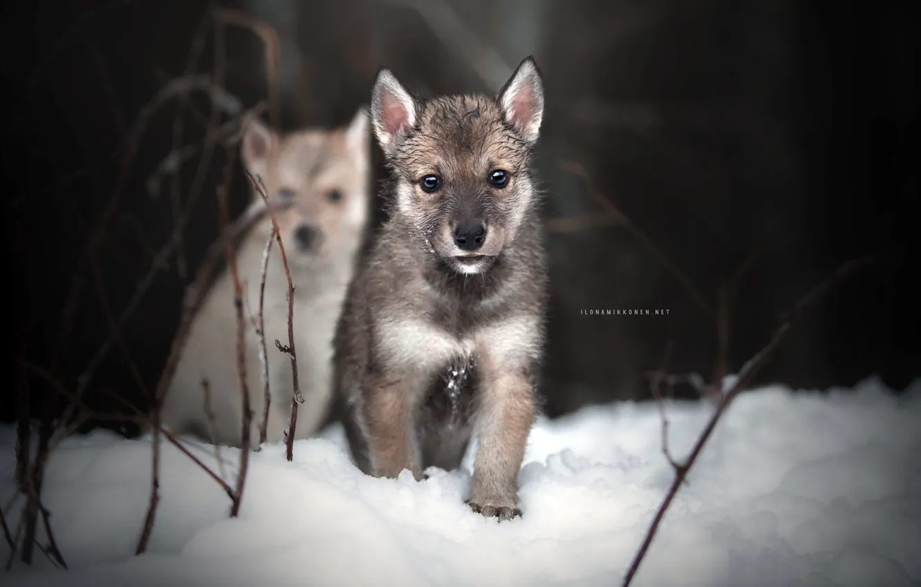Photo wallpaper winter, dogs, nature, puppies