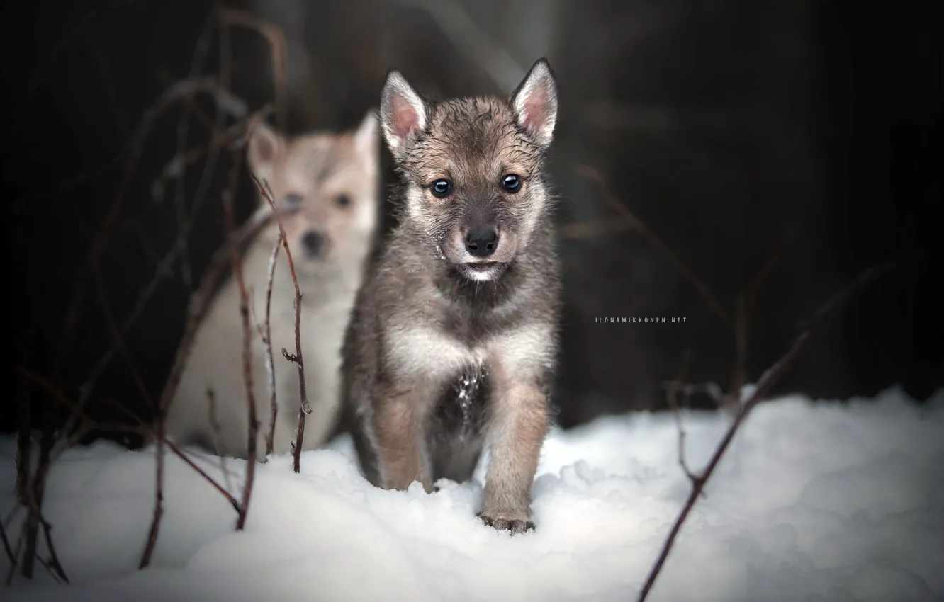 Photo wallpaper winter, nature, dog, puppy