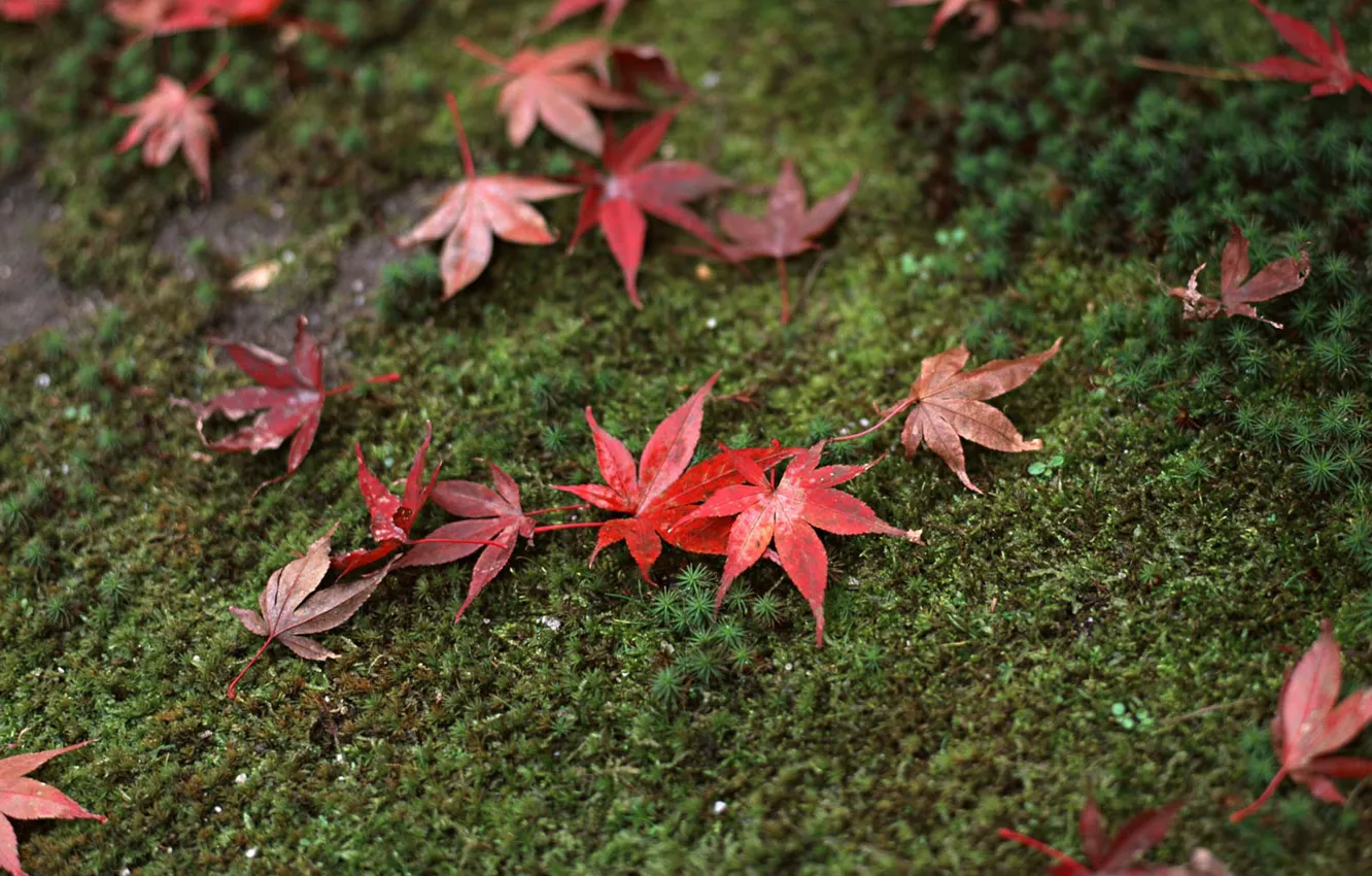 Photo wallpaper grass, leaves, Japan