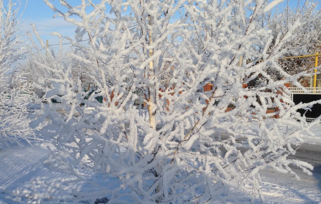 Photo wallpaper winter, frost, snow, trees, nature