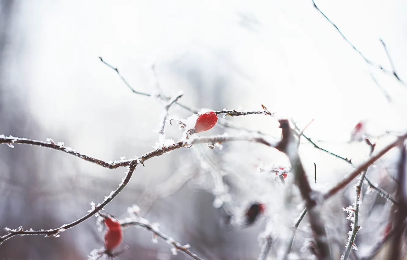Photo wallpaper winter, snow, frost, briar