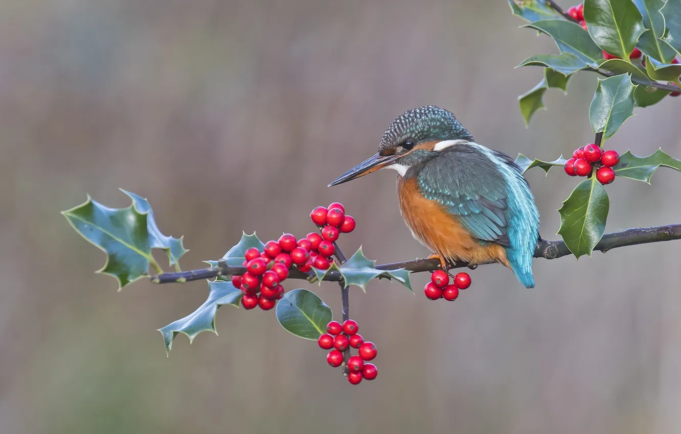 Photo wallpaper berries, background, bird, branch, Kingfisher, Holly, Holly