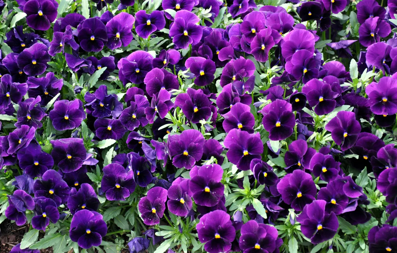Photo wallpaper flowers, purple, Pansy, flowerbed