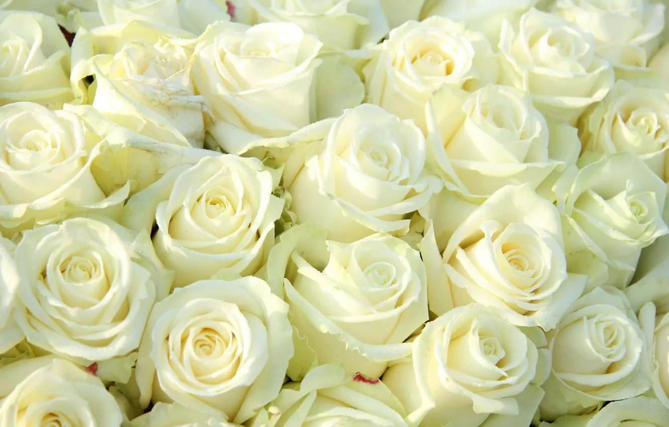 Photo wallpaper flowers, bouquet, white roses