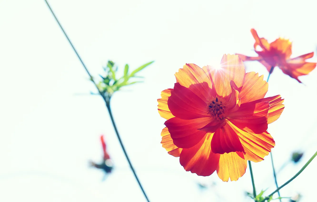 Photo wallpaper the sun, rays, flowers, plant, petals, flowers, nature, macro