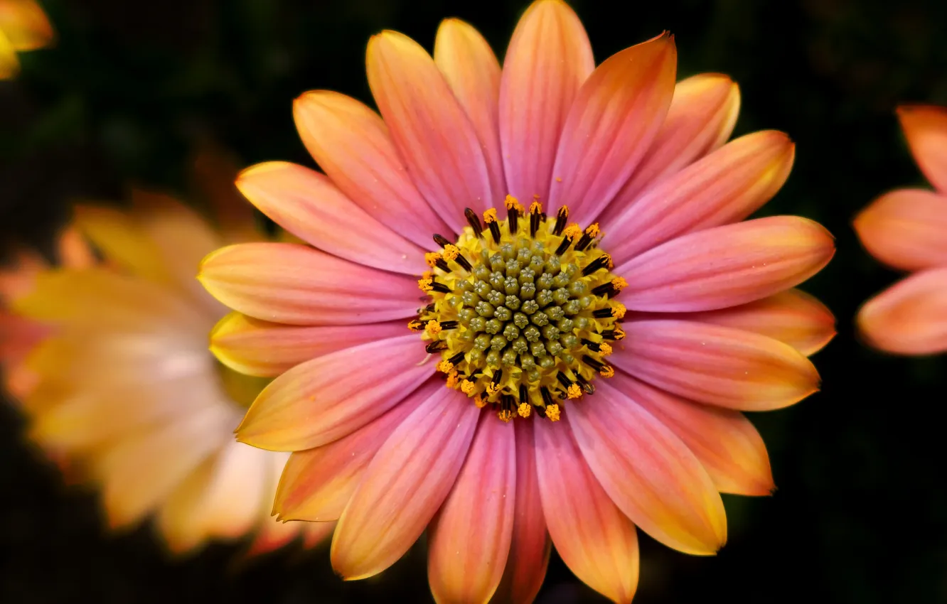 Photo wallpaper flowers, background, paint, petals