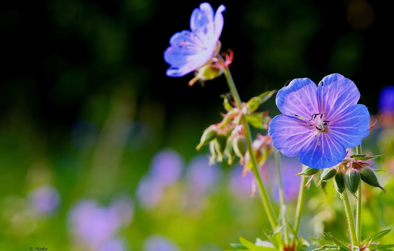 Photo wallpaper macro, blue, focus, petals