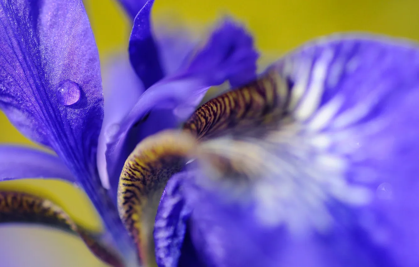 Photo wallpaper drops, flowers, Rosa, petals, iris