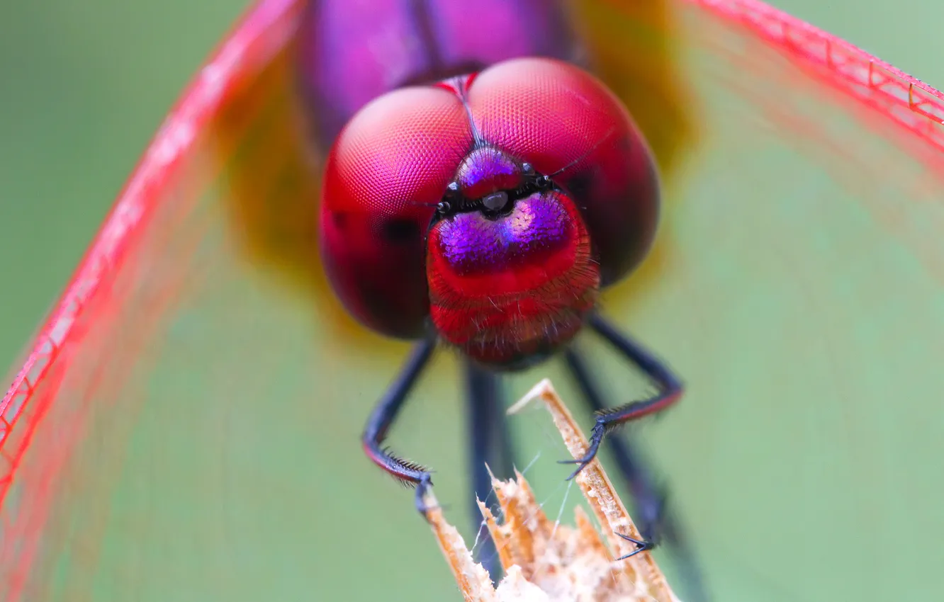 Photo wallpaper eyes, fly, head, insect