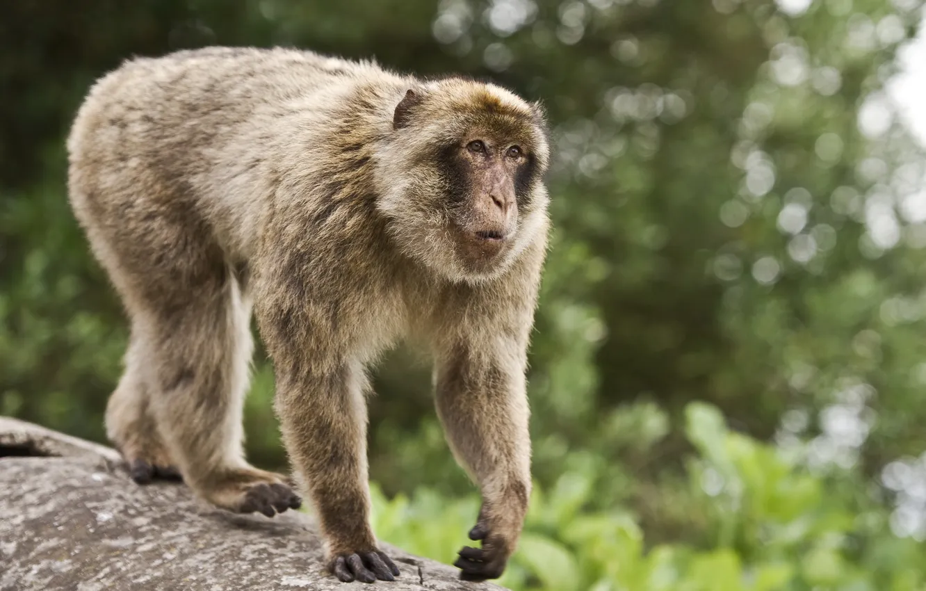 Photo wallpaper animal, blur, monkey