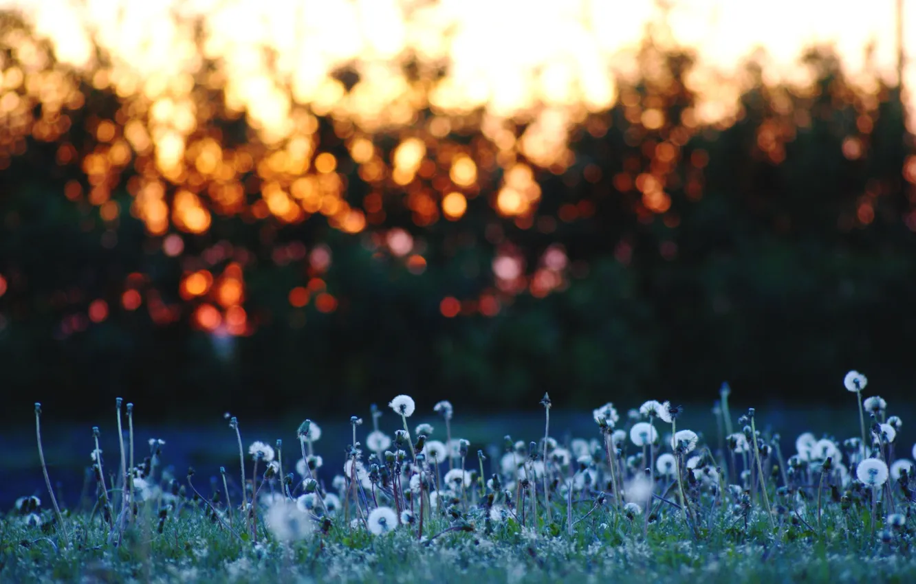 Photo wallpaper trees, flowers, nature, glare, dandelion, glade, silhouette, bokeh