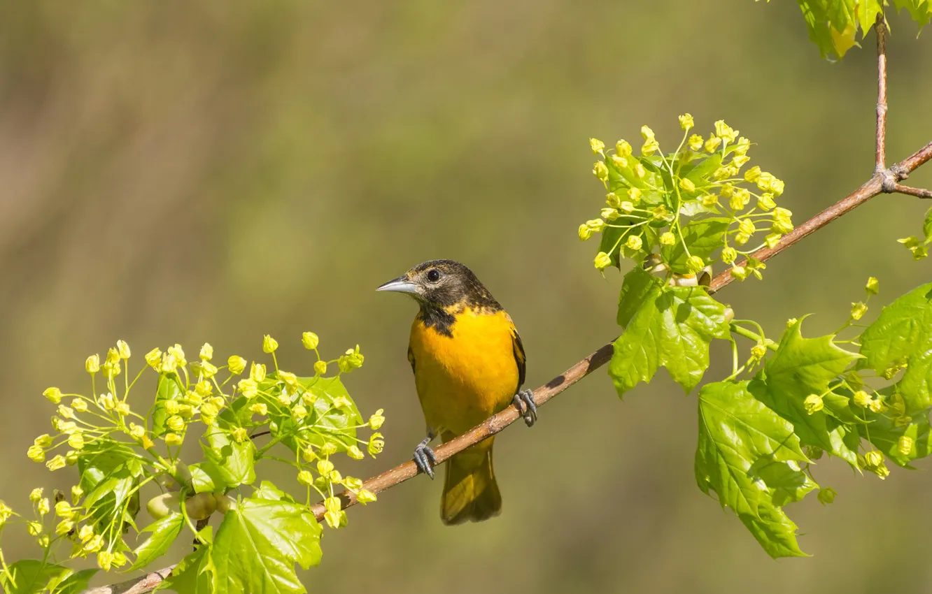 Photo wallpaper leaves, branches, bird, Baltimore Oriole