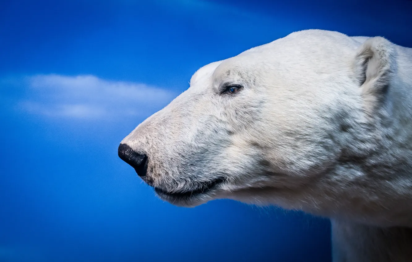 Photo wallpaper face, background, portrait, profile, Polar bear, Polar bear