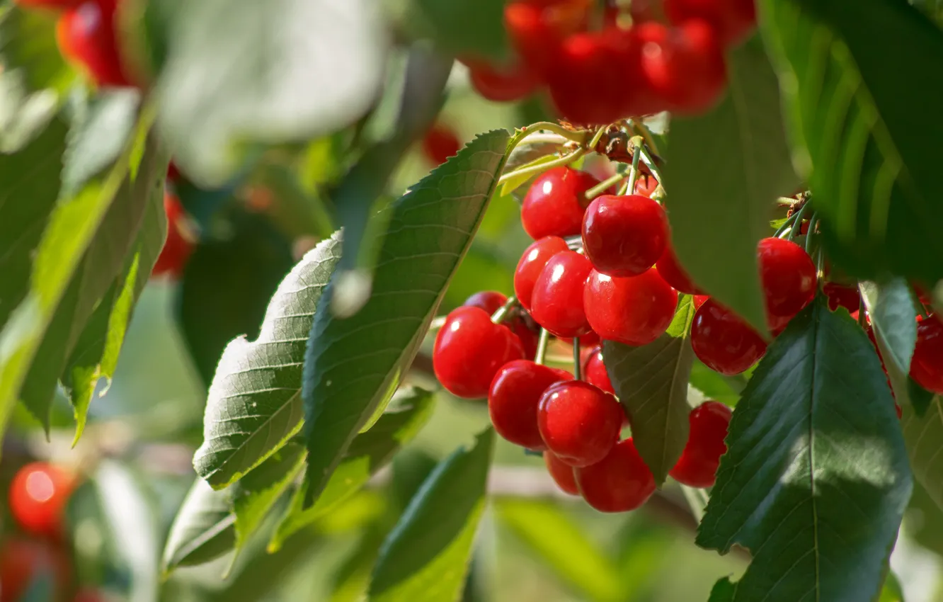 Photo wallpaper Berries, Cherry, Cherries
