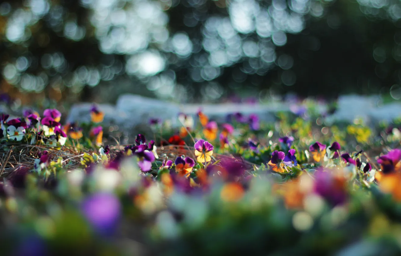 Photo wallpaper flowers, glare, blur, Pansy