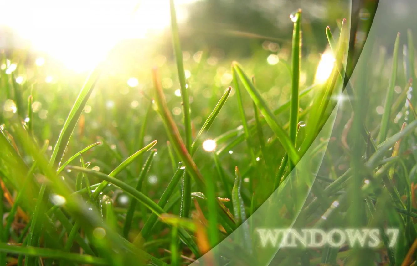 Photo wallpaper grass, the sun, light, Rosa, green, system