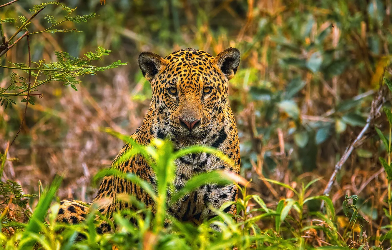 Photo wallpaper Grass, Look, Jaguar, Face, Predator, Wild cat, Big cat