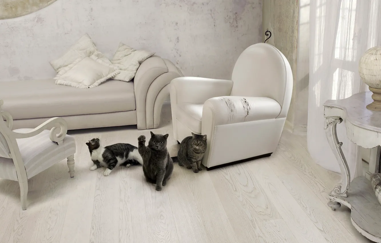 Photo wallpaper cat, cat, furniture