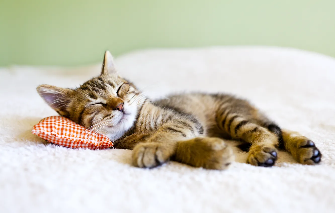 Photo wallpaper kitty, sleeping, lies, pillow