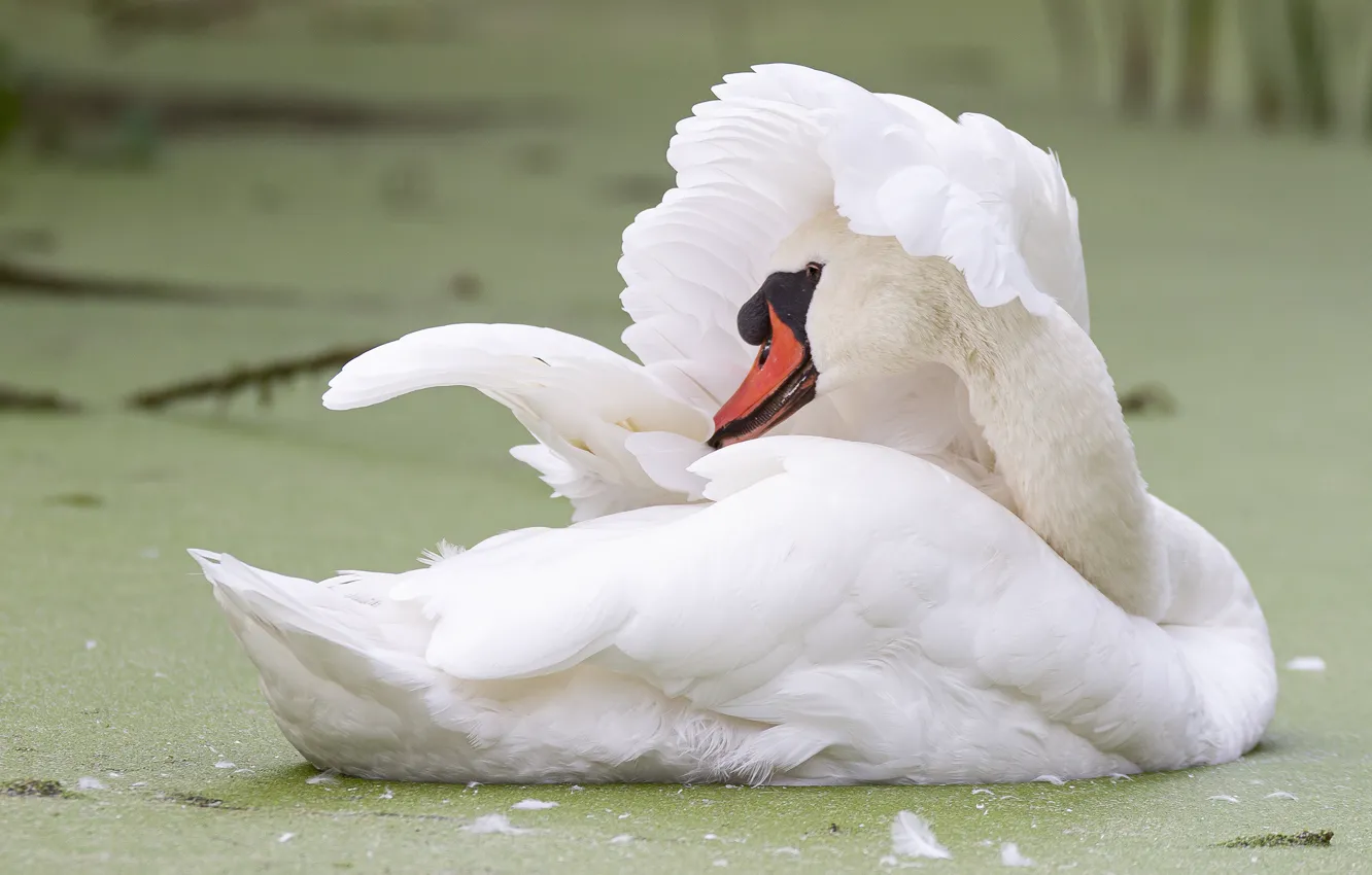 Photo wallpaper white, pose, bird, wings, feathers, swans, pond