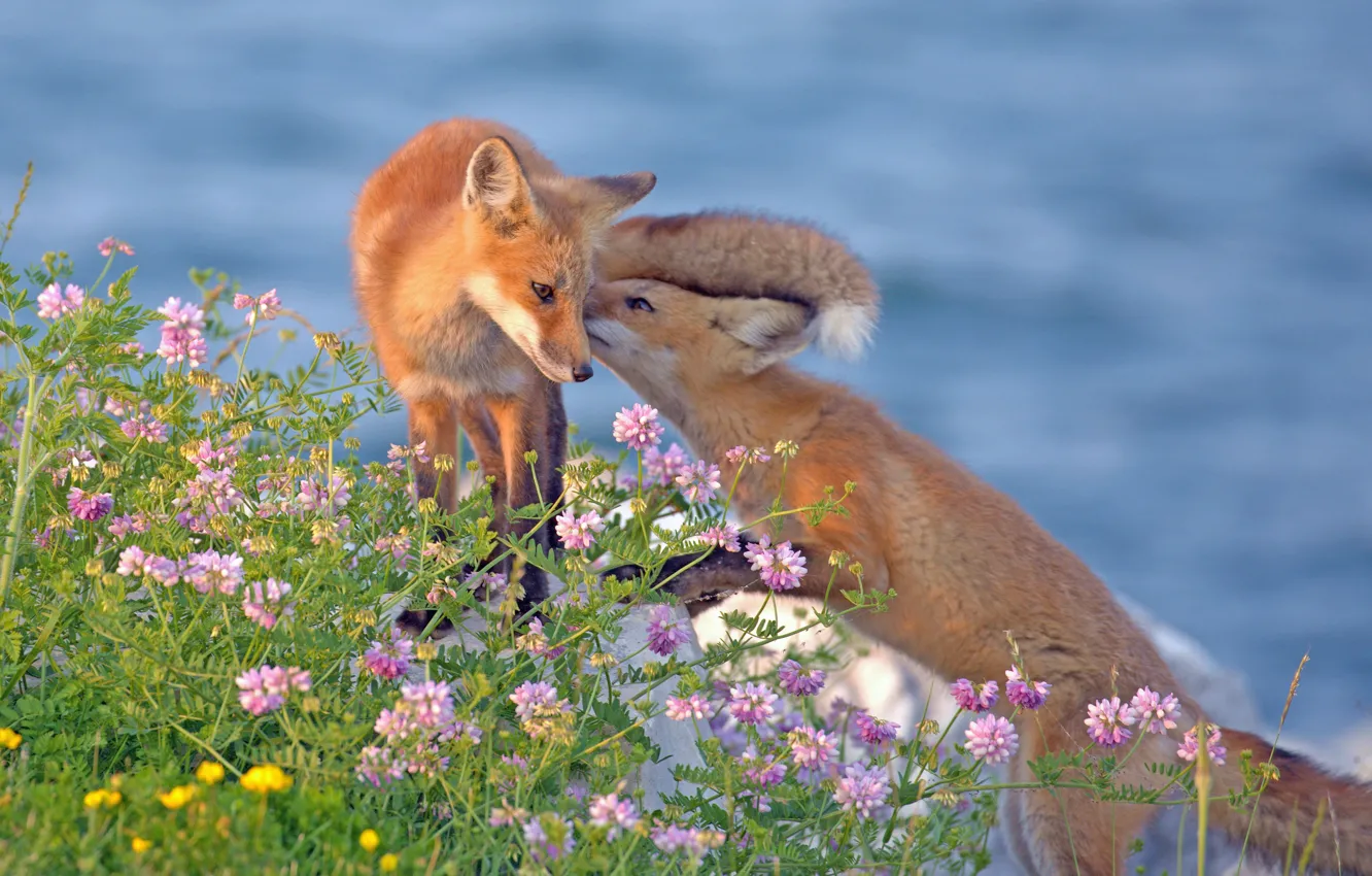 Photo wallpaper flowers, Fox, a couple, cubs