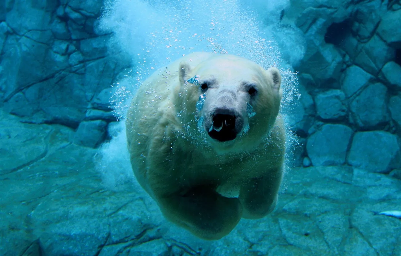 Photo wallpaper bear under water