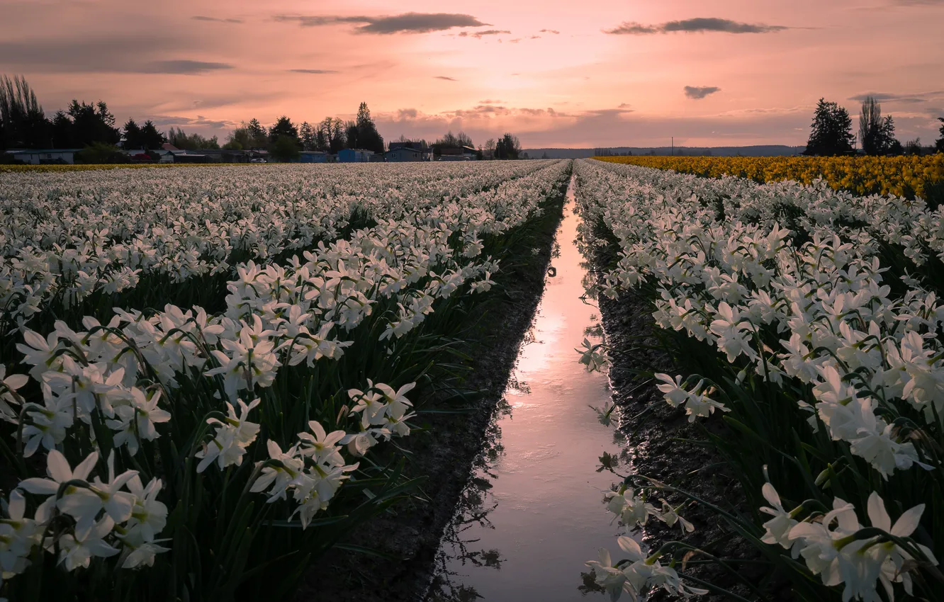 Photo wallpaper flowers, spring, white, daffodils, plantation