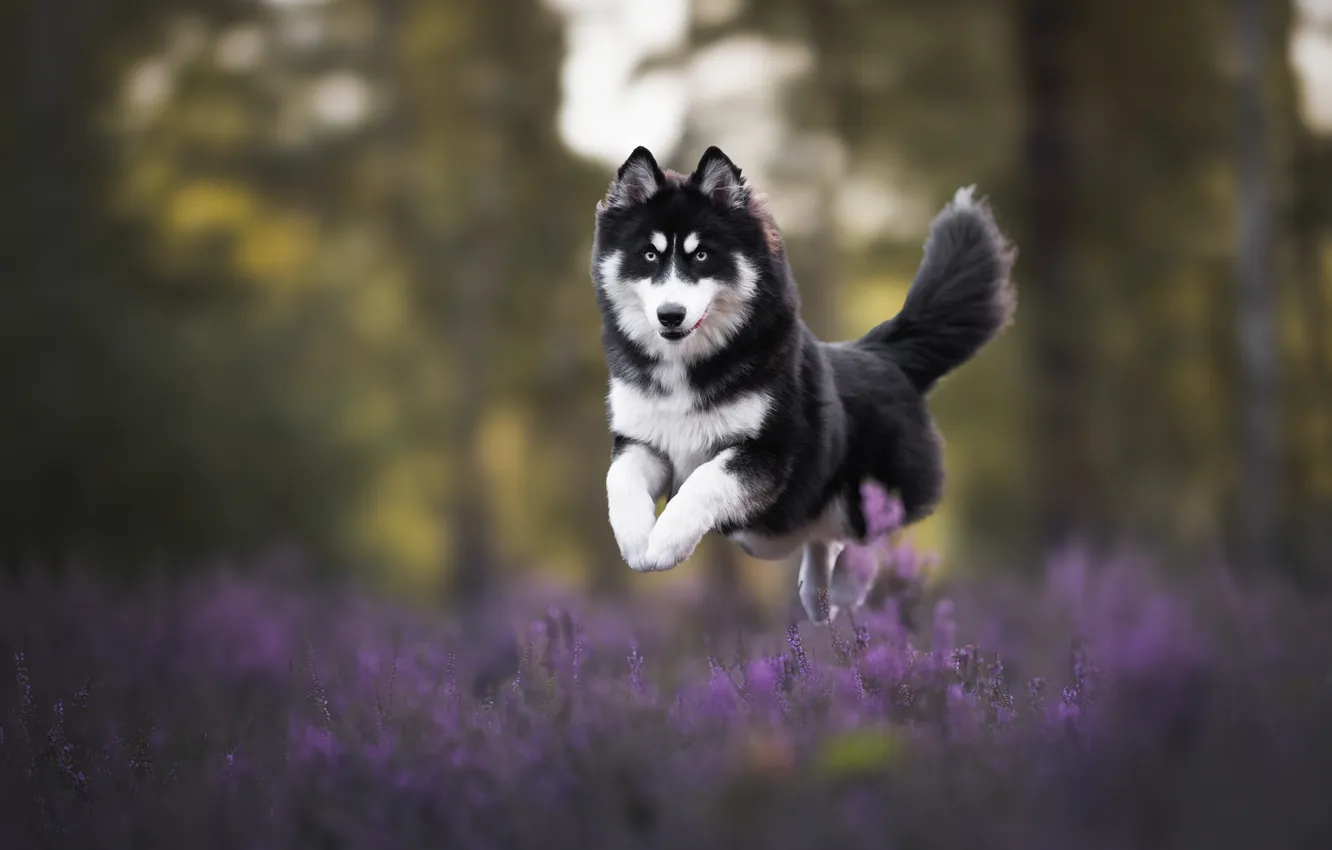 Photo wallpaper jump, dog, bokeh, Heather, Pomski