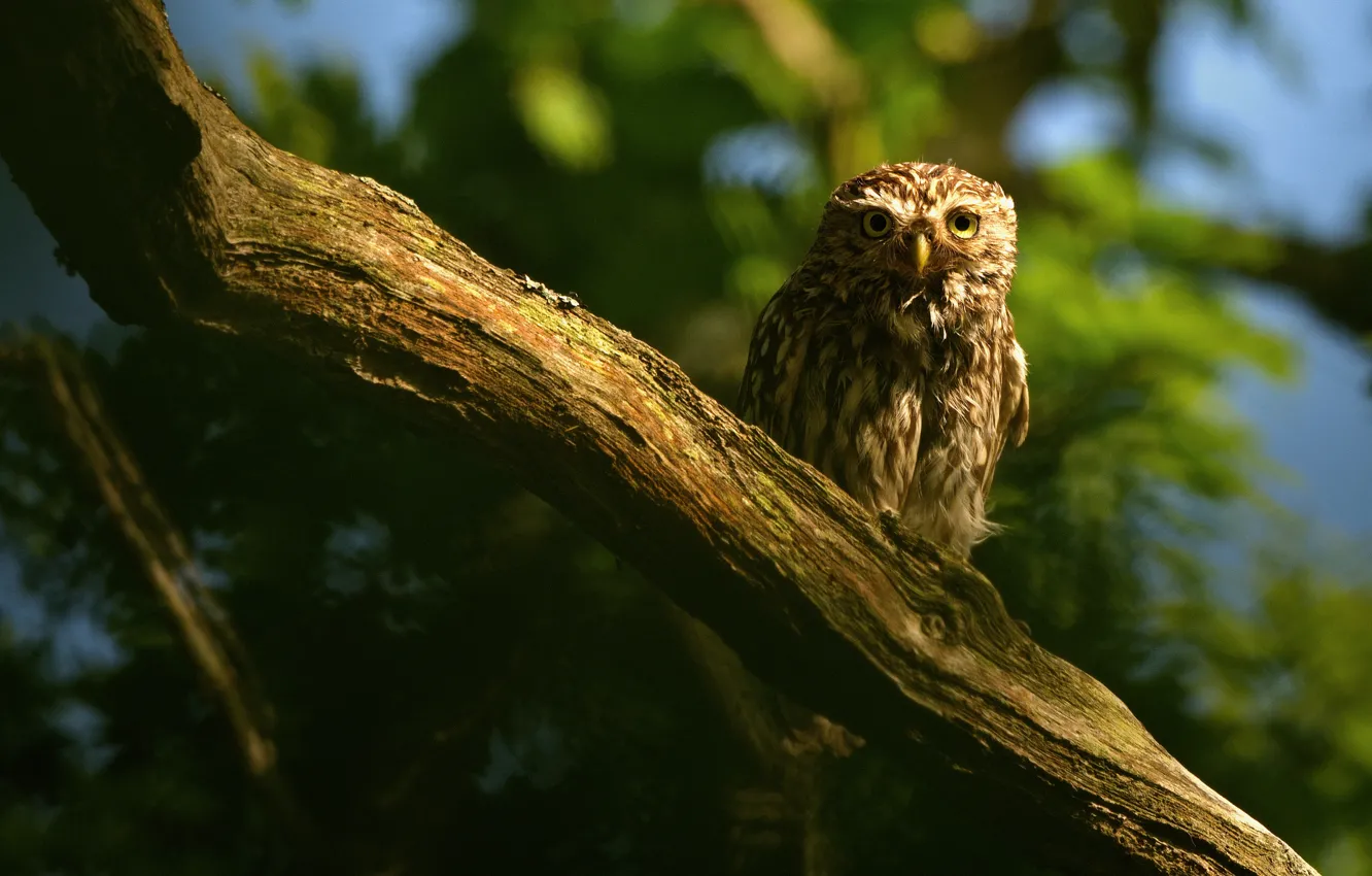 Photo wallpaper look, trees, owl, bird, bitches, bokeh, owl