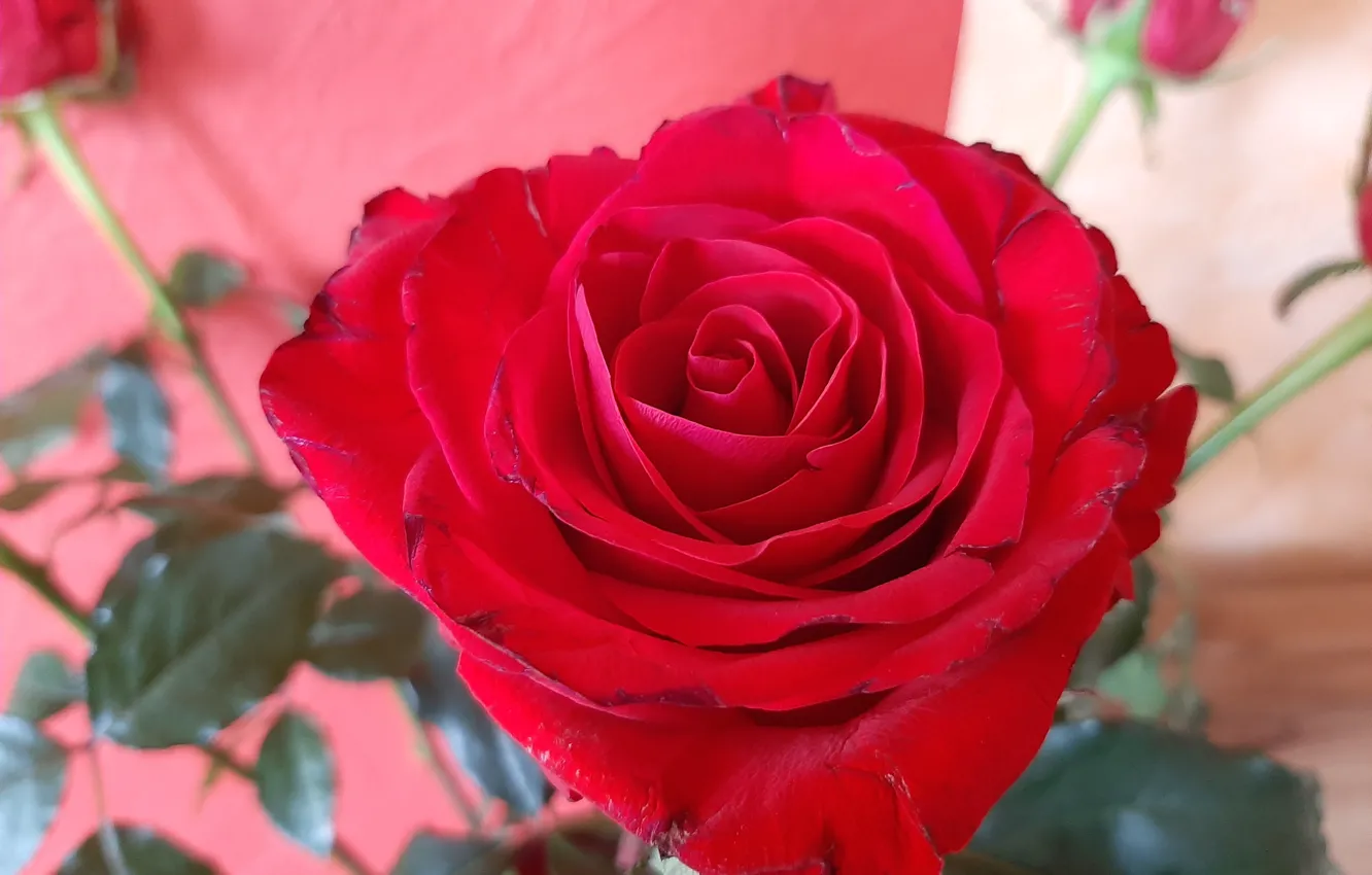 Photo wallpaper Flowers, Rose, red, Bouquet:
